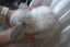 Purebred Minilop Bunnies Carousel 4