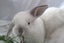 Purebred Minilop Bunnies Carousel 5