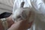 Purebred Minilop Bunnies Carousel 6