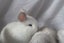 Purebred Minilop Bunnies Carousel 7