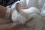 Purebred Minilop Bunnies Carousel 8