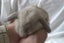 Purebred Minilop Bunnies Carousel 10