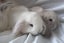 Purebred Minilop Bunnies Carousel 12