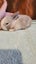 5 beautiful mini lop babies Carousel 3