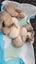 5 beautiful mini lop babies Carousel 4