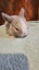 5 beautiful mini lop babies Carousel 5