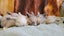 5 beautiful mini lop babies Carousel 7