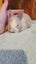 5 beautiful mini lop babies Carousel 8