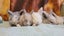5 beautiful mini lop babies Carousel 9