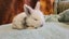 5 beautiful mini lop babies Carousel 10
