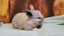 5 beautiful mini lop babies Carousel 11