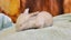 5 beautiful mini lop babies Carousel 12