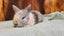 5 beautiful mini lop babies Carousel 14