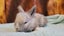 5 beautiful mini lop babies Carousel 15