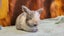 5 beautiful mini lop babies Carousel 16