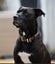 Luna - 2 years old beautiful and well taken care of Labrador, loves all people! Carousel 4