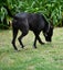 Luna - 2 years old beautiful and well taken care of Labrador, loves all people! Carousel 3