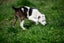 Abby – 6 weeks Smithfield puppy rescue, 100% pet score in Volhard Aptitude Test Carousel 16