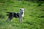 Abby – 6 weeks Smithfield puppy rescue, 100% pet score in Volhard Aptitude Test Carousel 18