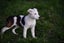 Abby – 6 weeks Smithfield puppy rescue, 100% pet score in Volhard Aptitude Test Carousel 9
