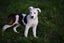 Abby – 6 weeks Smithfield puppy rescue, 100% pet score in Volhard Aptitude Test Carousel 8