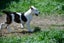 Abby – 6 weeks Smithfield puppy rescue, 100% pet score in Volhard Aptitude Test Carousel 3
