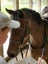 Awesome second pony Carousel 4