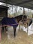 Awesome second pony Carousel 6