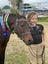 Awesome second pony Carousel 7