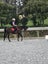 Awesome second pony Carousel 8