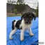 Miniature Schnauzer X Foxy pups Carousel 1