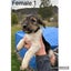 Miniature Schnauzer X Foxy pups Carousel 3