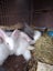 Flemish Giant kits Carousel 1