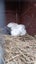 Flemish Giant kits Carousel 3
