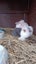 Flemish Giant kits Carousel 4