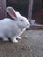 Flemish Giant kits Carousel 8