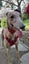 Pretty, Playful, and Packed with Personality – Izzy Carousel 3