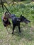 Pretty, Playful, and Packed with Personality – Izzy Carousel 4