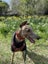 Pretty, Playful, and Packed with Personality – Izzy Carousel 5