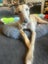 Pretty, Playful, and Packed with Personality – Izzy Carousel 7