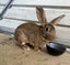 Flemish giant rabbit Carousel 1