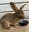 Flemish giant rabbit Carousel 2