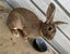 Flemish giant rabbit Carousel 3
