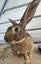 Flemish giant rabbit Carousel 4