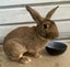 Flemish giant rabbit Carousel 5
