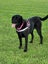 Jessie Black Labrador X Carousel 1