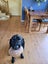 Jessie Black Labrador X Carousel 2