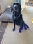 Jessie Black Labrador X Carousel 3