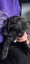 Cane Corso/ Neapolitan Mastiff puppies Carousel 3