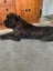 Cane Corso/ Neapolitan Mastiff puppies Carousel 4